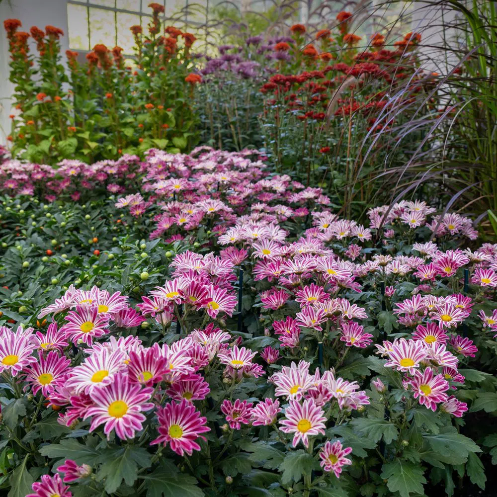 Palmengarten, Frankfurt