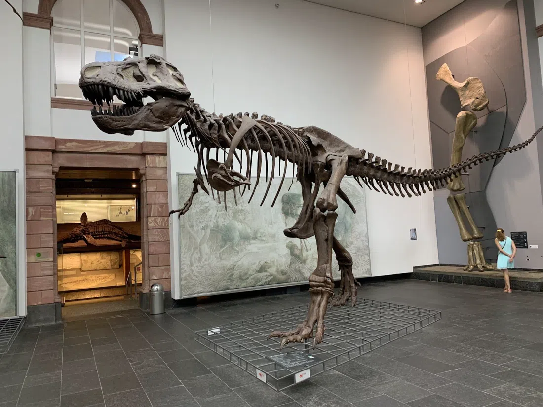 Senckenberg Naturmuseum, Fráncfort