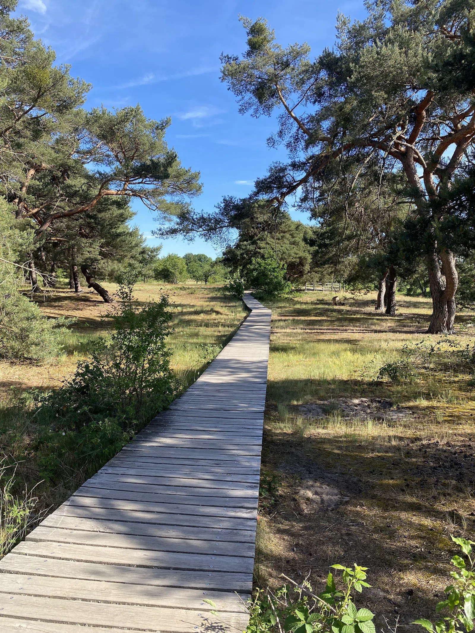 Schwanheimer Düne, Fráncfort